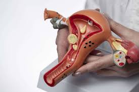 Female The Reproductive System’s 
