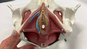 pelvic floor muscles