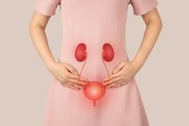 Female Bladder